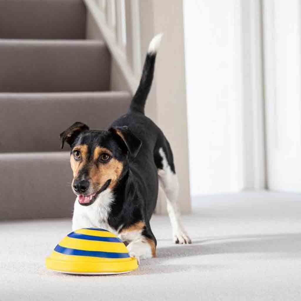 Interactive Sounding Disc – Safe Indoor Dog Play Toy