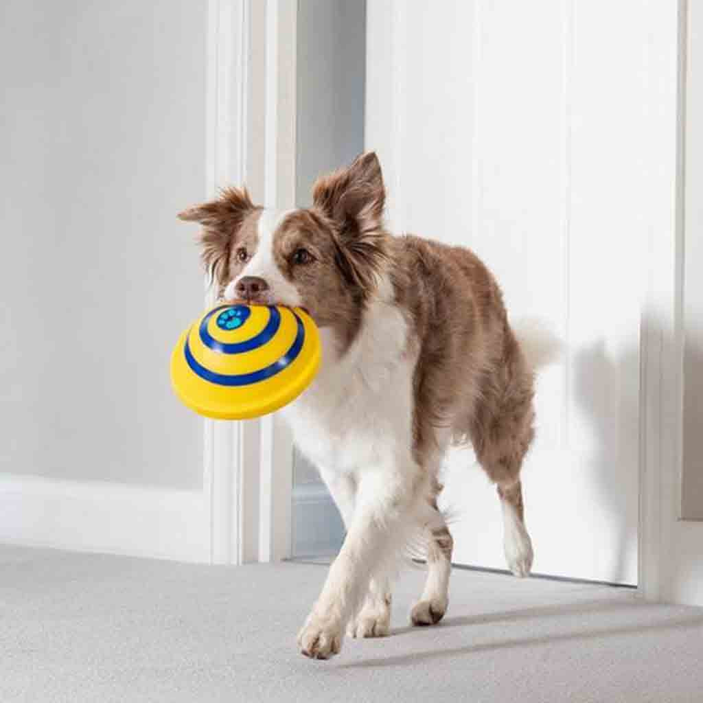 Interactive Sounding Disc – Safe Indoor Dog Play Toy