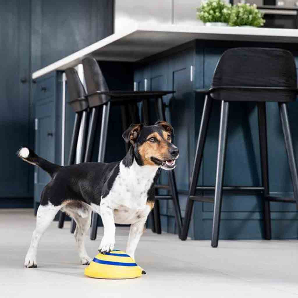 Interactive Sounding Disc – Safe Indoor Dog Play Toy