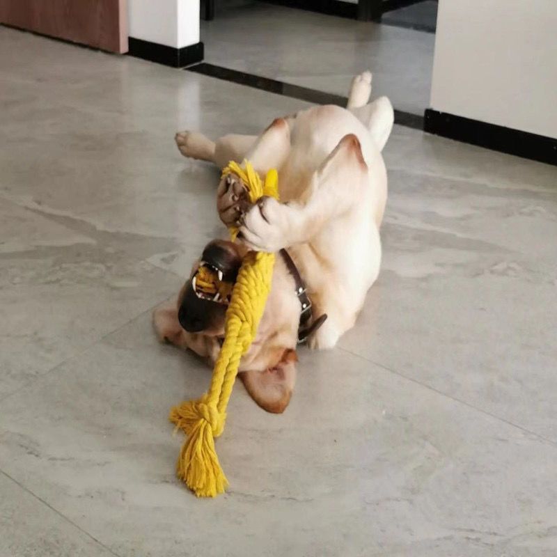 Tear-Resistant Dog Chew Toy – Solid Color